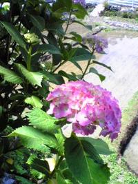 あじさい 2009/06/07 08:33:47