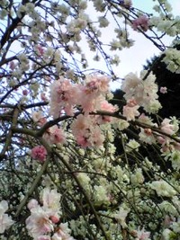 いつの間にか… 2010/03/28 19:05:47