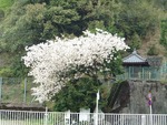 遅咲き観音桜