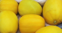 うり 収穫 2011/06/18 12:51:16
