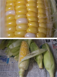 とうもろこし 2011/07/11 09:45:38