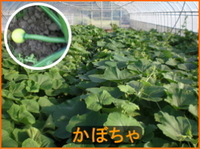 かぼちゃのジャングル!? 2011/06/28 13:04:40