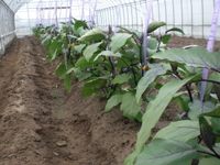 栽培中の野菜情報！ 2011/05/27 14:01:18