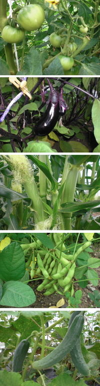 ハウスの野菜情報 2011/06/21 12:29:32