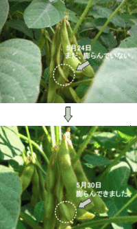 枝豆の収穫迫る！ 2011/05/31 17:59:53