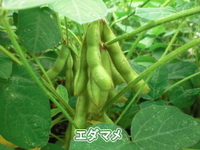 収穫中の野菜 2011/06/11 22:54:21