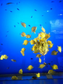 ＊鳥羽水族館＊