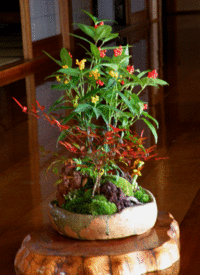 百両千両　ナンテン寄せ植え　