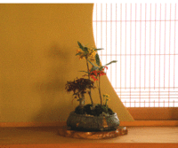 百両　ナンテン　の花翠鉢植えです。